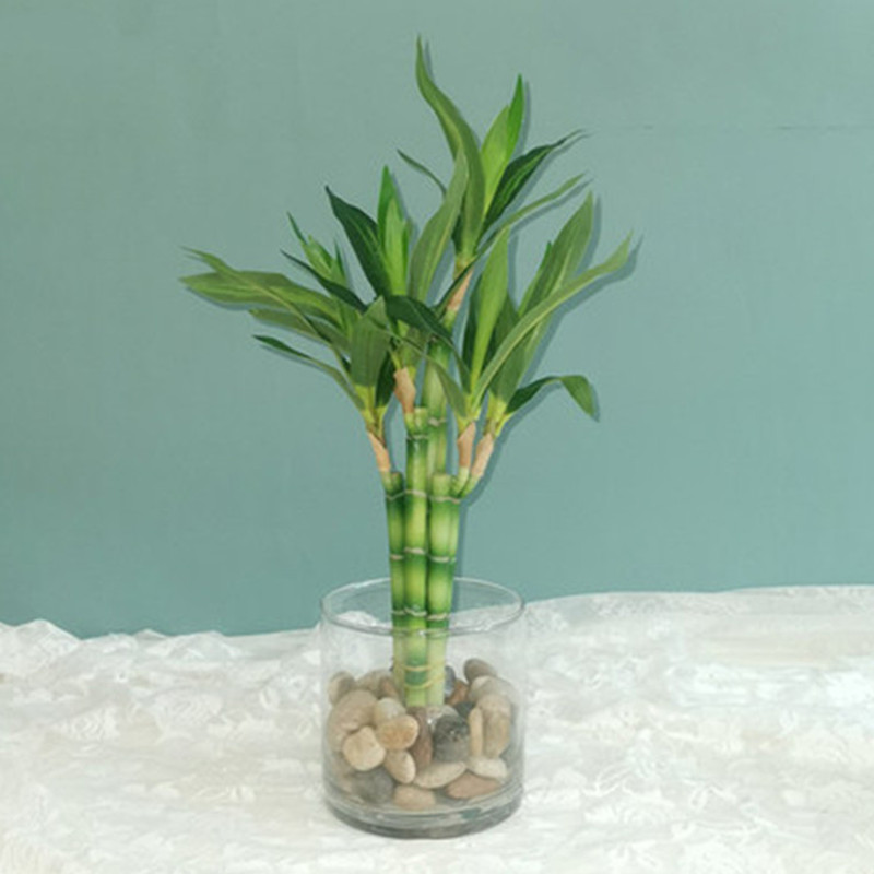 Aquarium Fish Guppy - Nova Planta Artificial de Bambu da