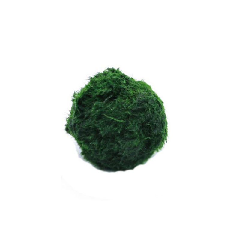 Aquarium Fish Ball - Marimo musgo bolas ao vivo aquário