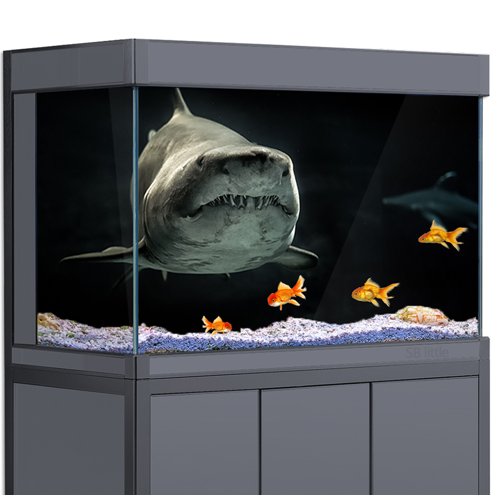 Aquarium Fish Wallpaper Hd - Fundo do aquário 3d tubarão preto