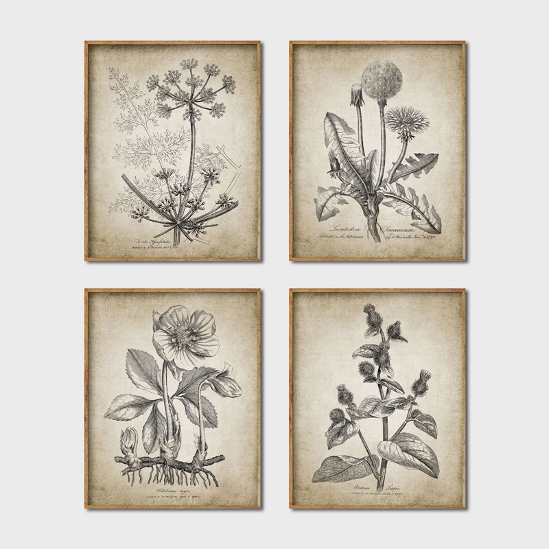 Posters e cópias botânicas ant - Live Plant Fertilizer avaliação e preço