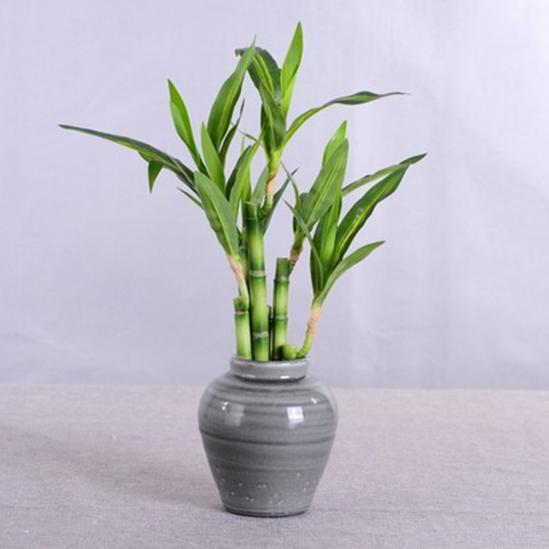 Nova Planta Artificial de Bamb - Aquarium Fish Guppy avaliação e preço