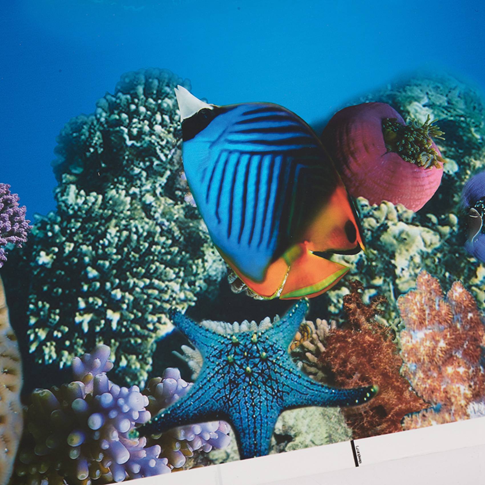 A77i papel de fundo de aquário - Aquarium Fish Wallpaper Hd avaliação e preço