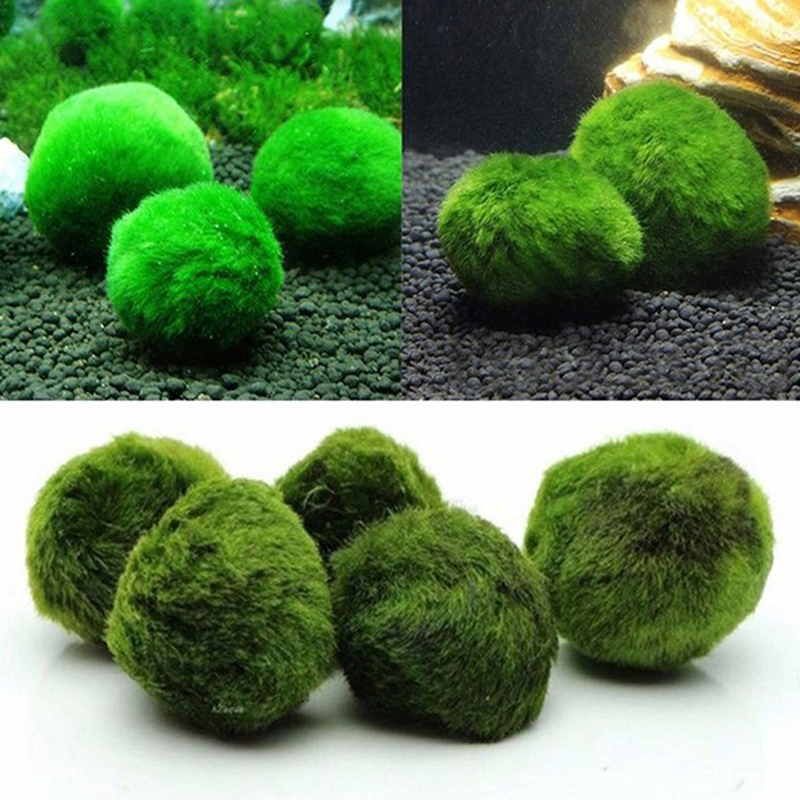 Marimo musgo bolas ao vivo aqu - Aquarium Fish Ball avaliação e preço