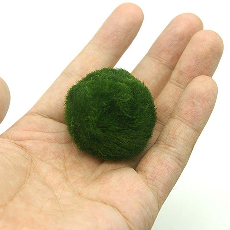 Marimo musgo bolas ao vivo aqu - Aquarium Fish Ball avaliação e preço