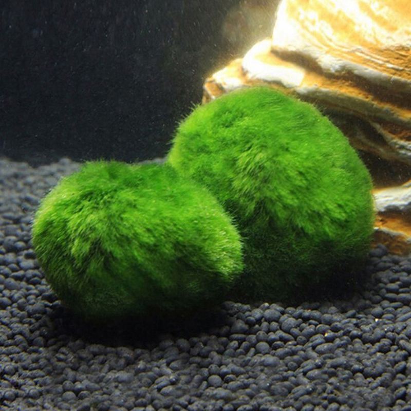 Marimo musgo bolas ao vivo aqu - Aquarium Fish Ball avaliação e preço
