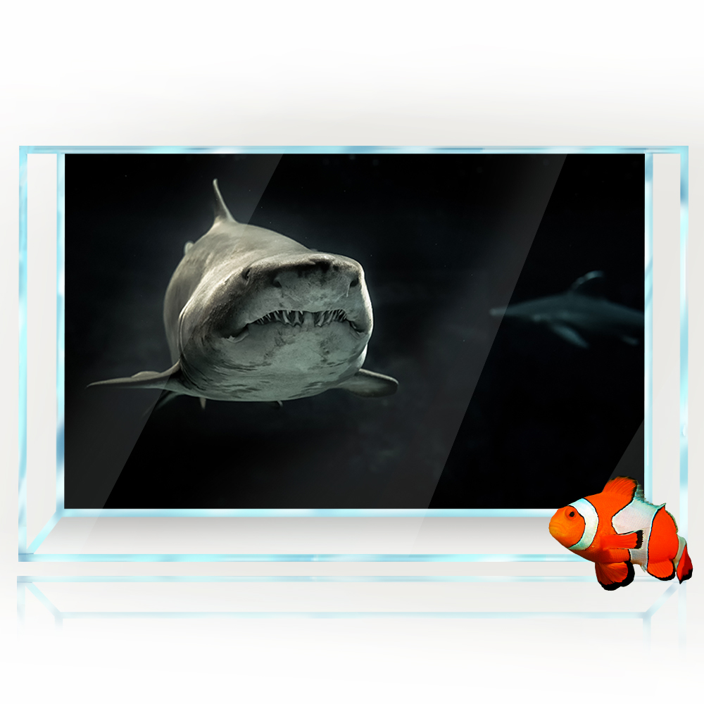 Fundo do aquário 3d tubarão pr - Aquarium Fish Wallpaper Hd avaliação e preço